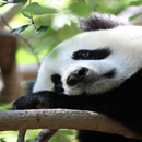 Panda Wallpapers APK