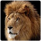 Lion wallpaper HD icon