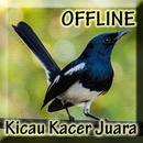 Master Kicau Burung Kacer APK