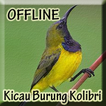 Kicau Burung Kolibri Lengkap