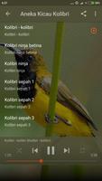 Kicau Burung Kolibri Lengkap الملصق