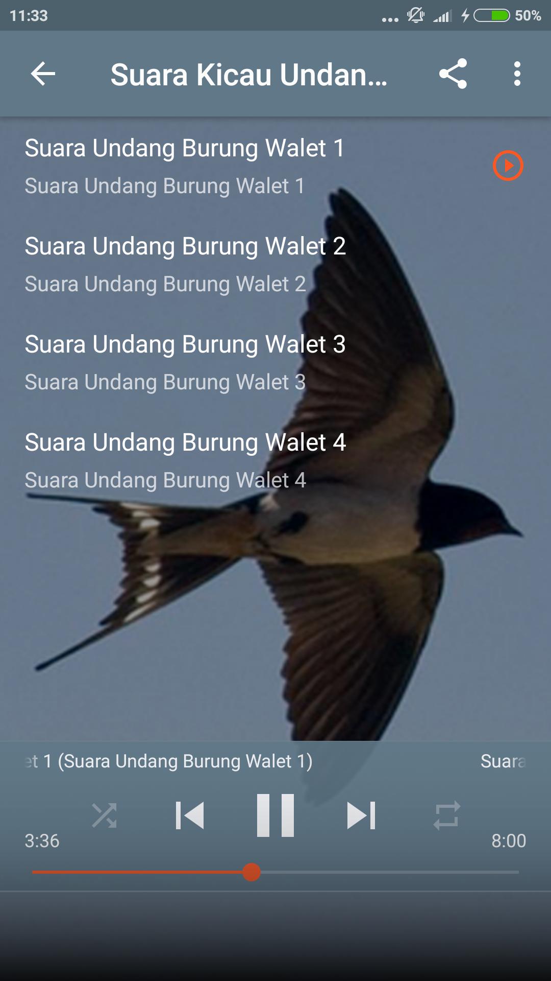 download suara burung walet download suara burung walet