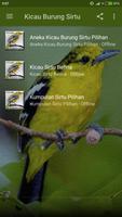 Kicau Burung Sirtu ポスター