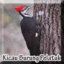 Kicau Burung Pelatuk Mp3 APK