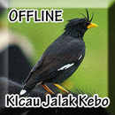 Suara Burung Jalak kebo Offline APK