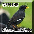 Suara Burung Jalak kebo Offline simgesi