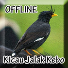 Suara Burung Jalak kebo Offline 图标