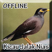 Suara Burung Jalak Nias Gacor