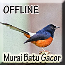 Suara Burung Murai batu Offline APK