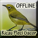 Kicau Burung Pleci Gacor Lengkap APK