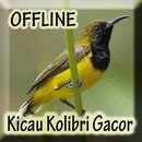 Suara Burung Kolibri Gacor-APK