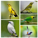 1000 Kicau Burung Lengkap-APK