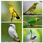 1000 Kicau Burung Lengkap 아이콘