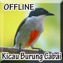 Suara Burung Cabai Lengkap APK
