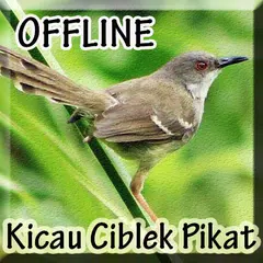 Suara Burung Ciblek Pikat