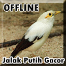 Kicau Burung Jalak Putih Gacor APK