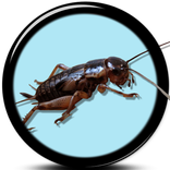 Suara Jangkrik Alami