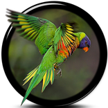 Kicau Burung Nuri Lucu