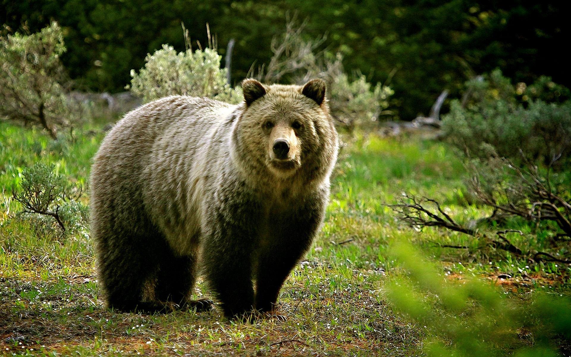 Wild Animal Wallpaper HD APK for Android Download Wild Animal Wallpaper HD APK for Android Download