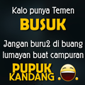 DP Gambar Lucu 2017