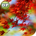 DP Tree Free Wallpaper