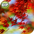 DP Tree Free Wallpaper APK