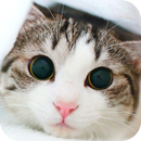 Cat Wallpaper APK