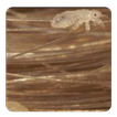 Head Lice guide