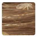 Head Lice guide APK