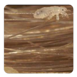 Head Lice guide icon
