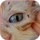how to get rid of fleas on cat APK