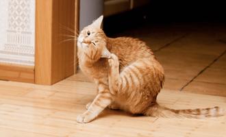 how to get rid of fleas on cat gönderen