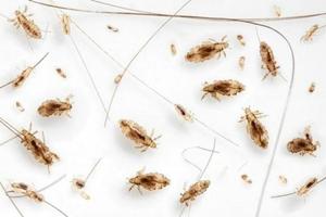 how to get rid of fleas on cat Ekran Görüntüsü 1