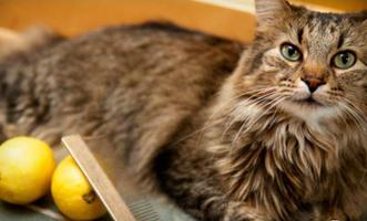 how to get rid of fleas on cat Ekran Görüntüsü 2