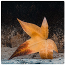 Autumn Wallpaper APK