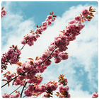 Spring Wallpaper-icoon