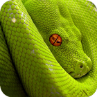 Snake Wallpaper icono