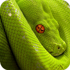 ikon Snake Wallpaper
