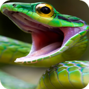 Snake Wallpapers aplikacja