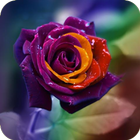 Colorful Wallpapers 图标