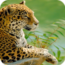 Leopard Wallpaper APK