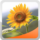 Sunflower Wallpaper icono