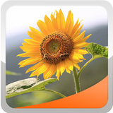 Sunflower Wallpaper simgesi