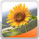 Sunflower Wallpaper иконка