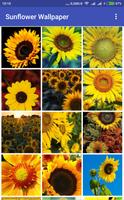 Sunflower Wallpaper постер