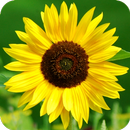 Sunflower Wallpapers aplikacja