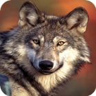 Wolf Wallpapers أيقونة