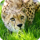 Cheetah Wallpaper aplikacja