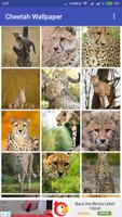 Cheetah Wallpaper Affiche