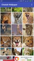 Cheetah Wallpaper capture d'écran 1